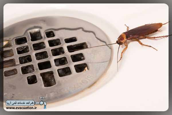 محلول آمونیاک فراری دهنده سوسک ها است